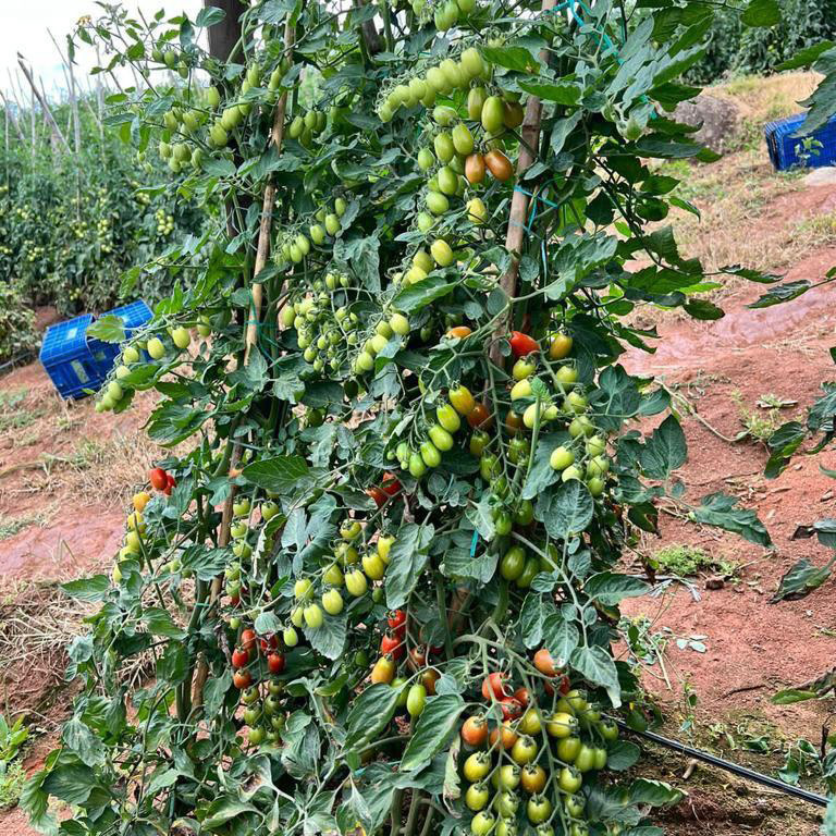 agrosul-minas-apiai-insumos-fertilizantes-lavoura-agricola-culturas-tomate